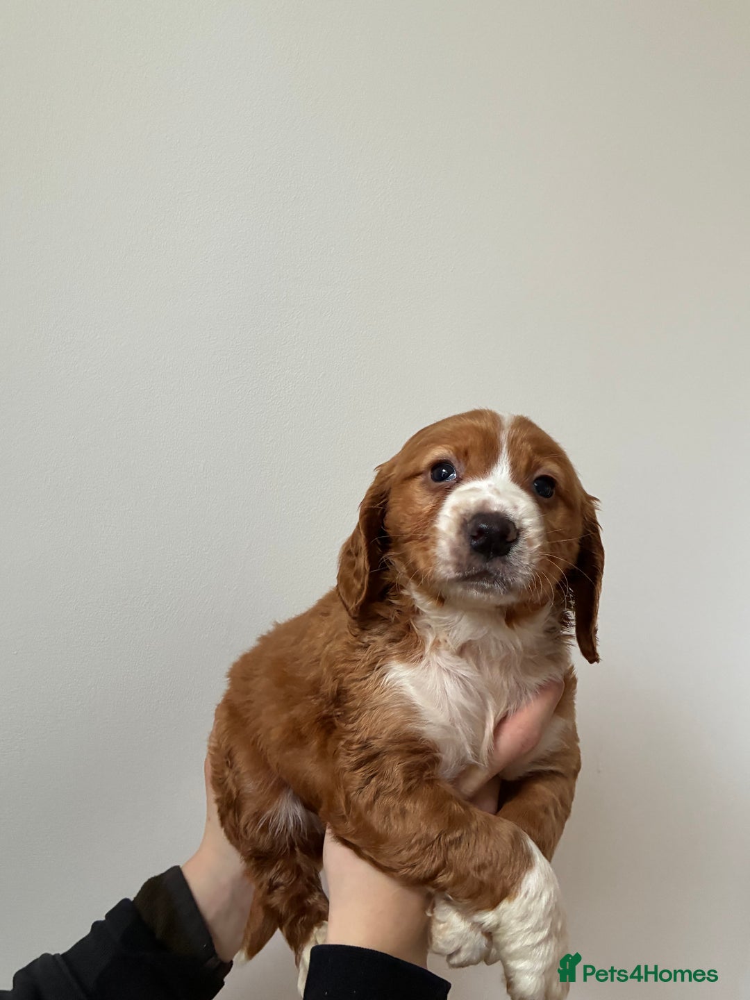 Cocker Spaniel dogs for sale: Cocker spaniel boy - Advert 6