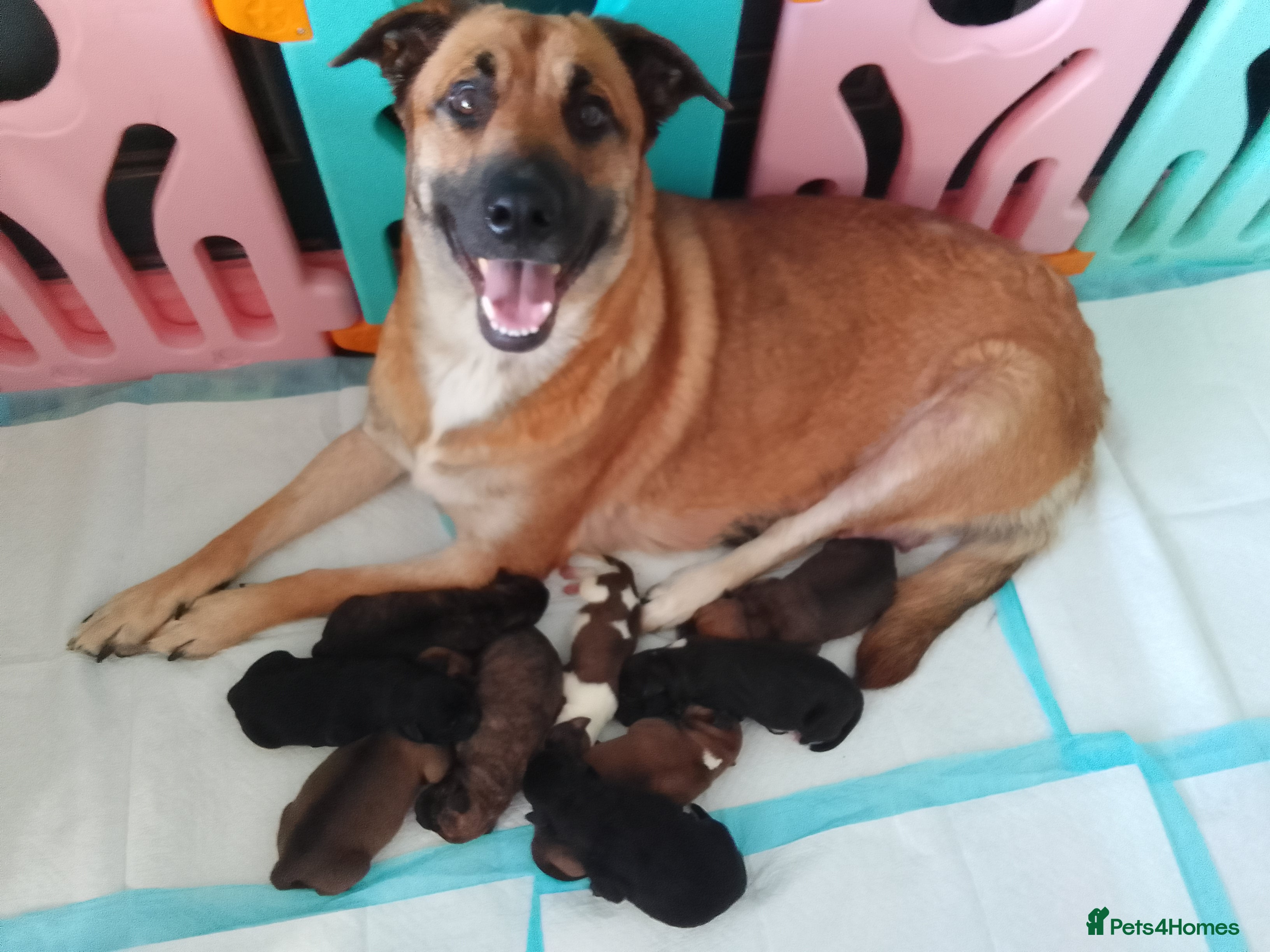 Mixed Breed dogs GORGEOUS PUPPIES LOOKING FOR FOREVER HOMES!! - Advert 1