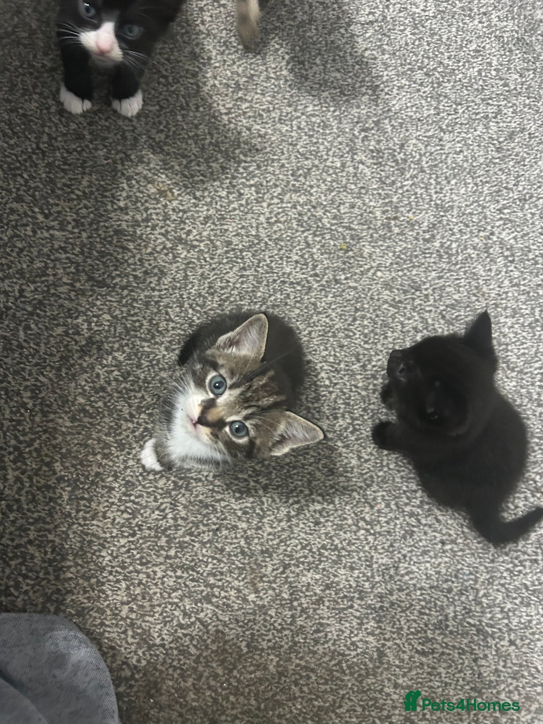 Abyssinian cats for sale: X3 kittens for sale  - Image 5