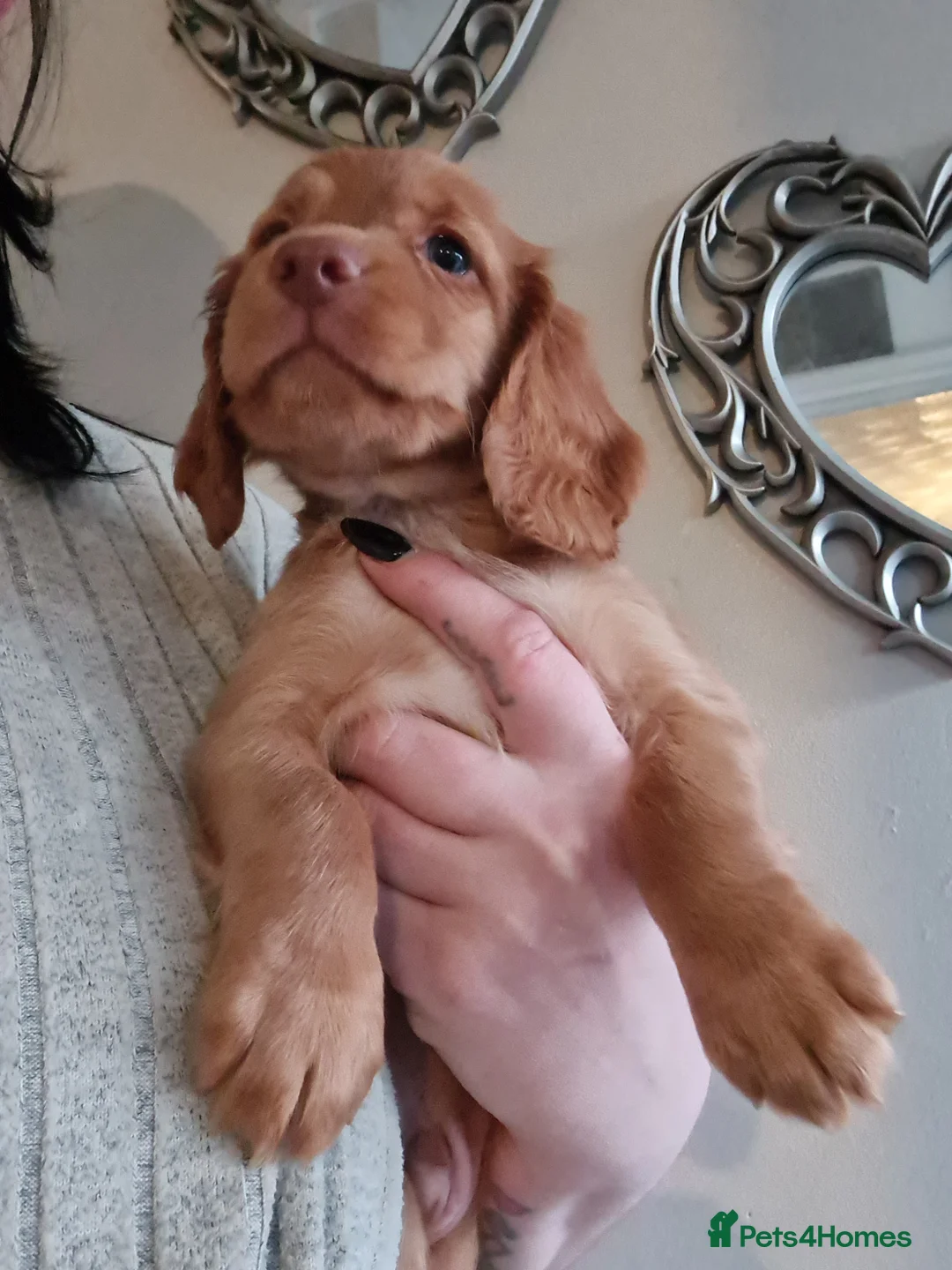 Cocker Spaniel dogs for sale: 5 Gorgeous Working Cockers - Advert 11