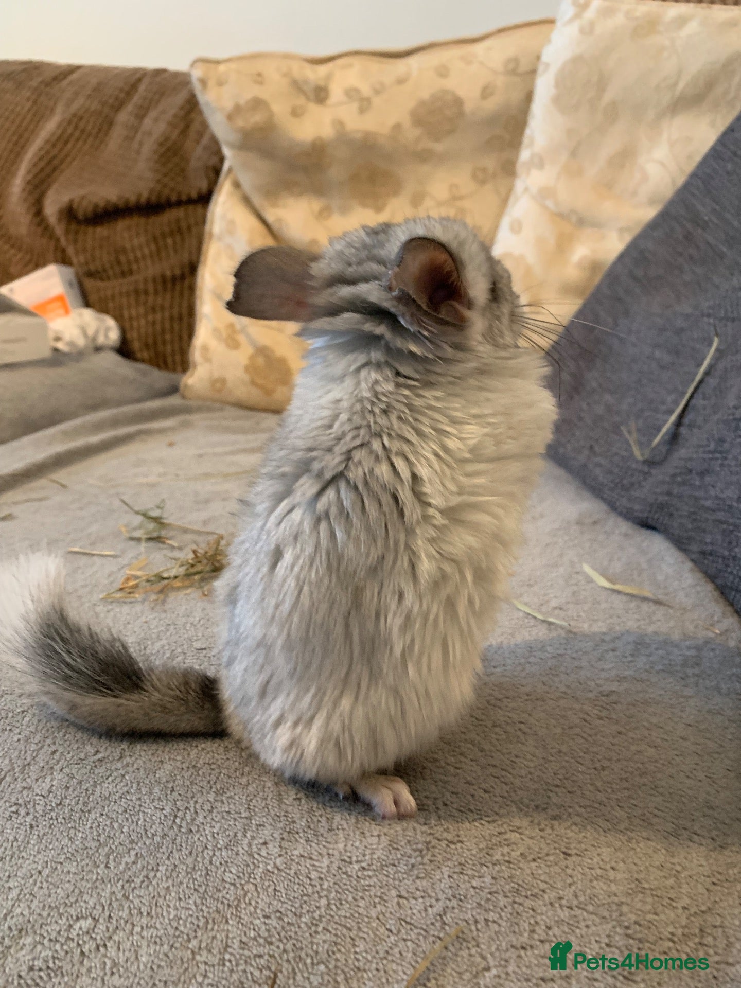 Chinchilla rodents Chinchilla kits - Advert 5