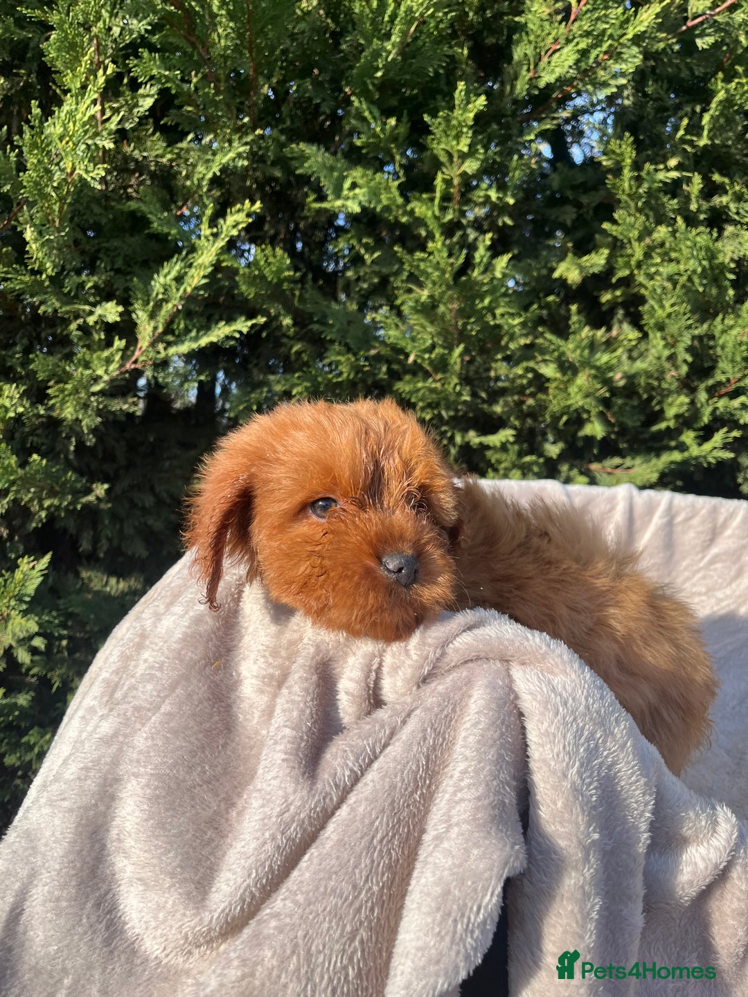 Cockapoo dogs for sale: Five beautiful cockapoos  - Advert 5