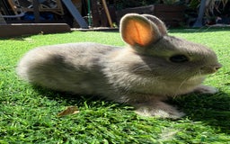 Netherland Dwarf rabbits for sale: Netherland Dwarf  - Image 1