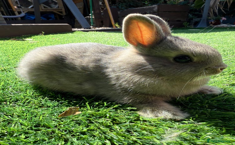 Netherland Dwarf rabbits - Advert 1