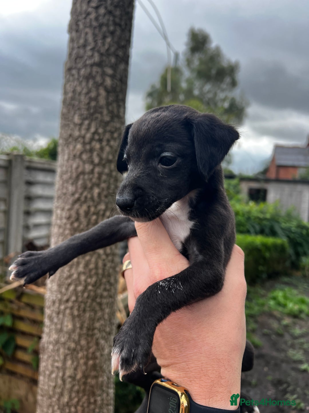Bedlington Terrier dogs for sale: Bedlington Whippet Puppies - Image 2