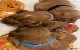 Cockapoo dogs for sale: 5 Stunning fox red Cockapoos (health tested) - Image 15
