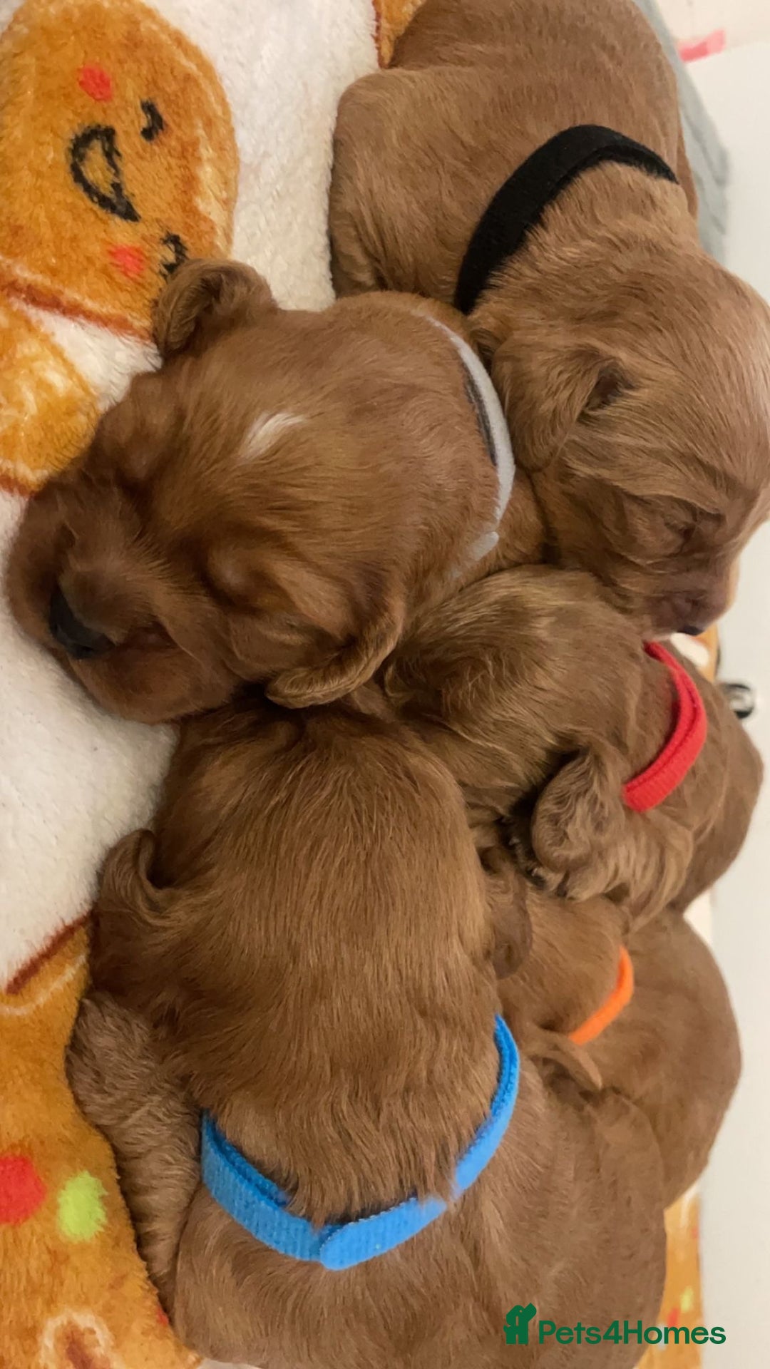 Cockapoo dogs for sale: 5 Stunning fox red Cockapoos (health tested) - Image 15