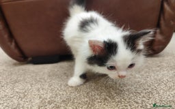 Ragdoll cats for sale: Persian ragdoll - Image 5