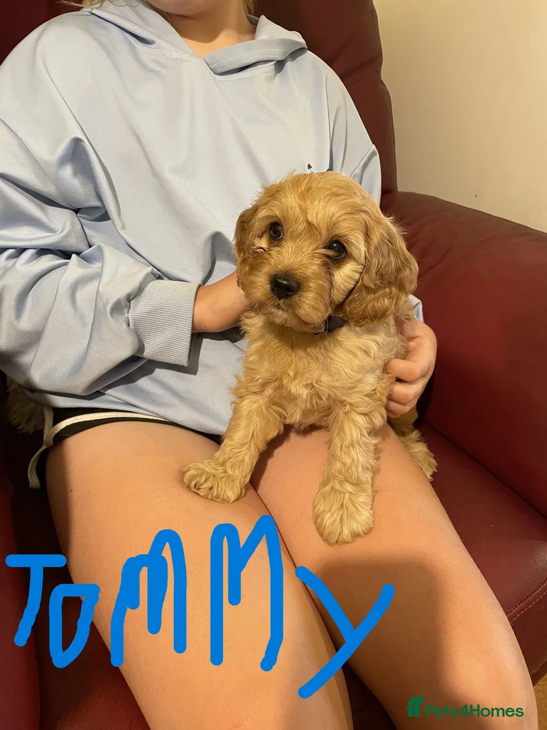 Cavapoo dogs for sale: Beautiful Golden F1 cavapoo Girl puppy - Advert 2
