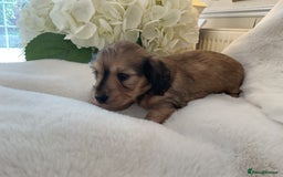 Miniature Dachshund dogs for sale: kc reg shaded creams - Image 1