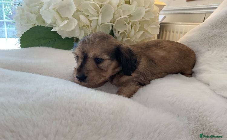 Miniature Dachshund dogs - Advert 3