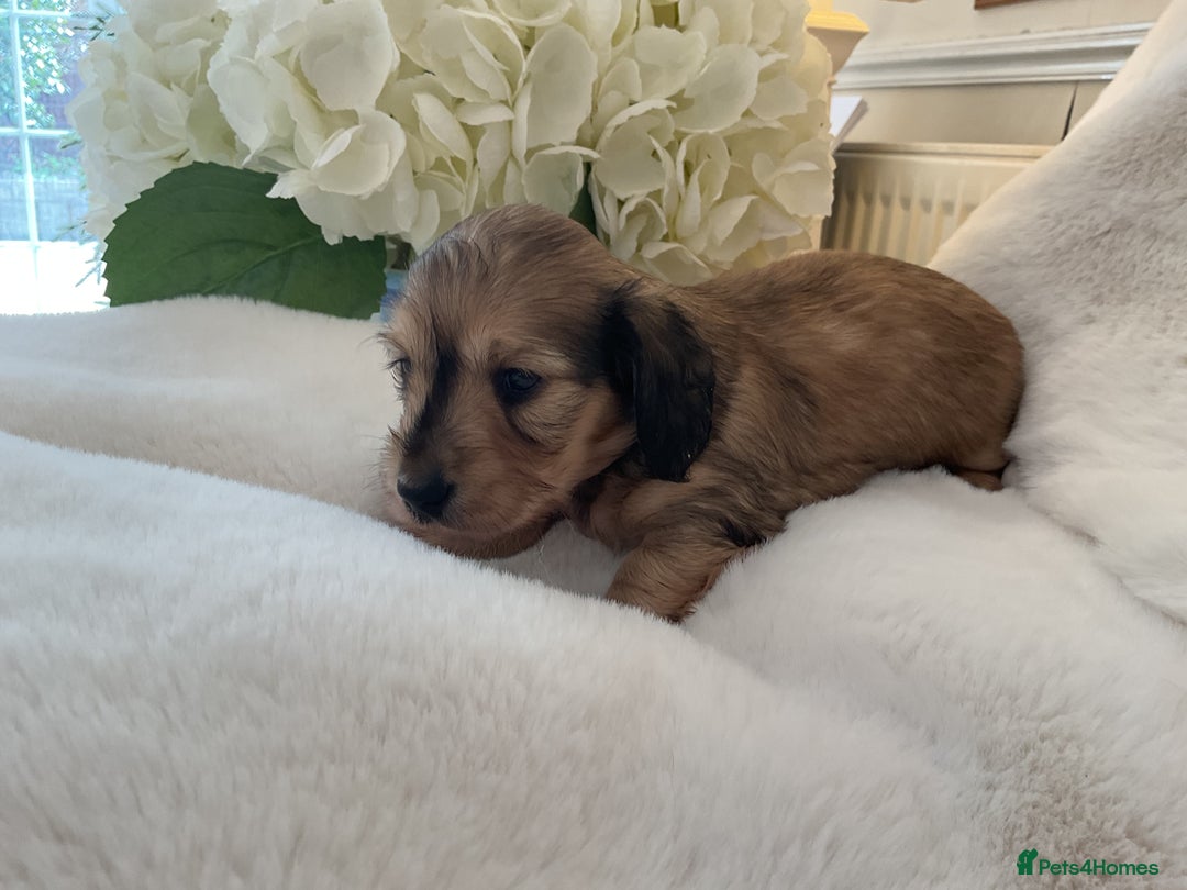 Miniature Dachshund dogs for sale: kc reg shaded creams - Image 1