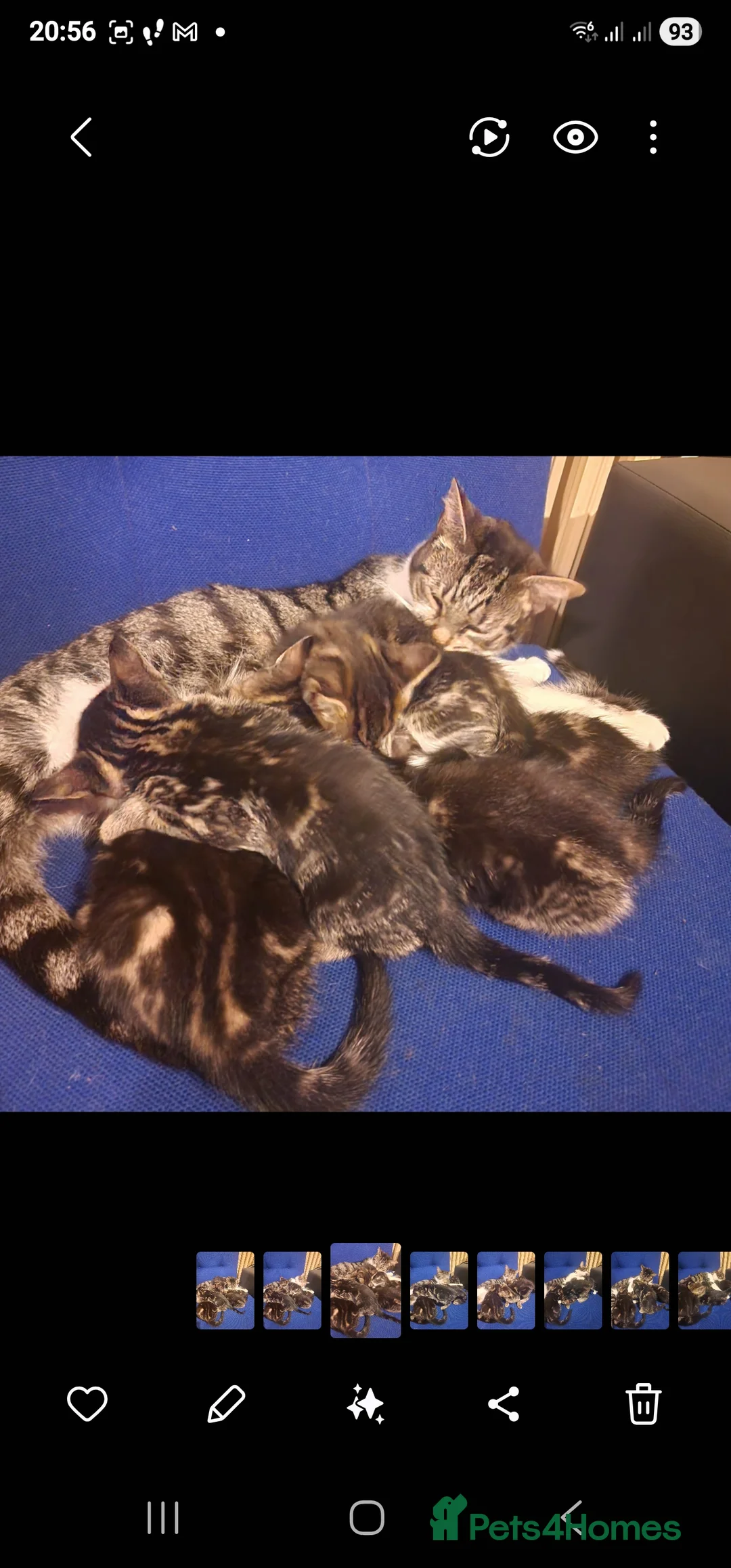 Mixed Breed cats for sale: Adorable Tabby Kittens for Sale in London - Advert 7