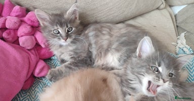Maine Coon cats - Advert 5