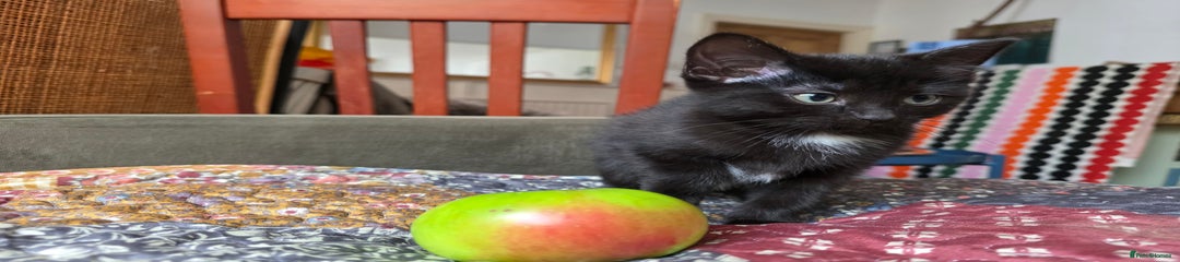 Ragdoll Kitten 4