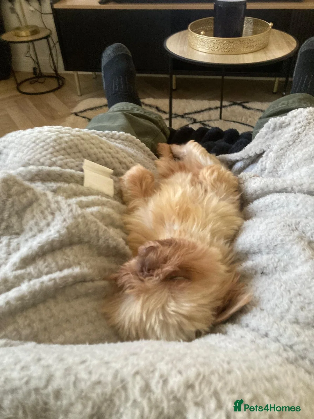 Shih Tzu dogs for sale: Beautiful tiny imperial shihtzu  - Advert 3