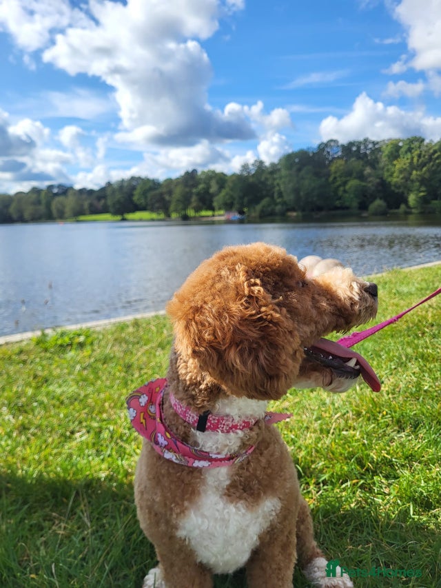 6 miniature Cockapoo Puppies – Due January 2026 for sale in Crawley ...