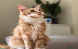 Maine Coon cats for sale: 1 year old Maine Coon - Image 3