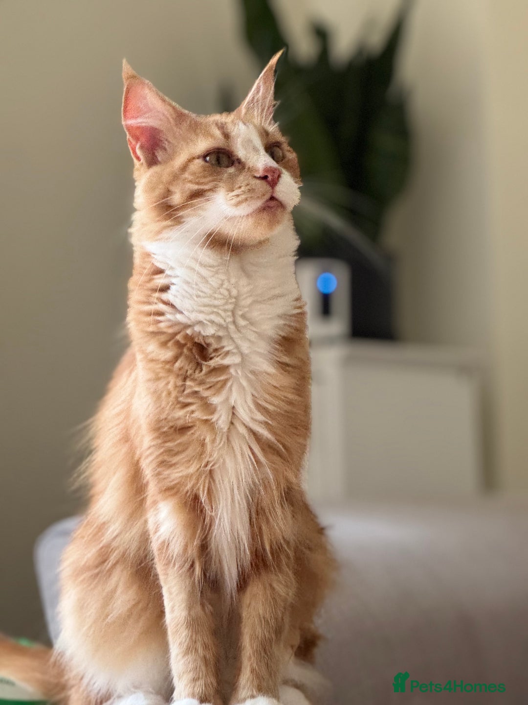Maine Coon cats for sale: 1 year old Maine Coon - Image 3