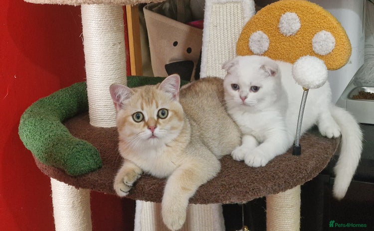 Scottish Fold cats - Advert 4