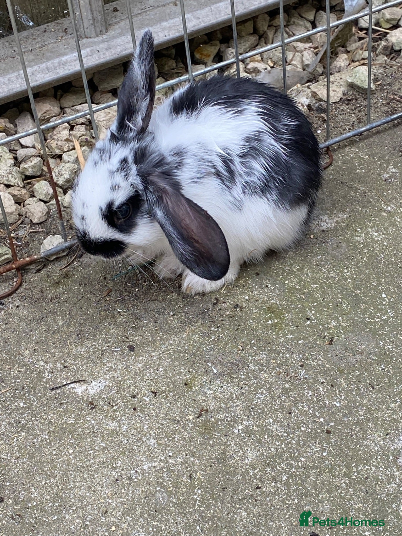 Mixed Breed rabbits X3 bunnies  - Advert 1