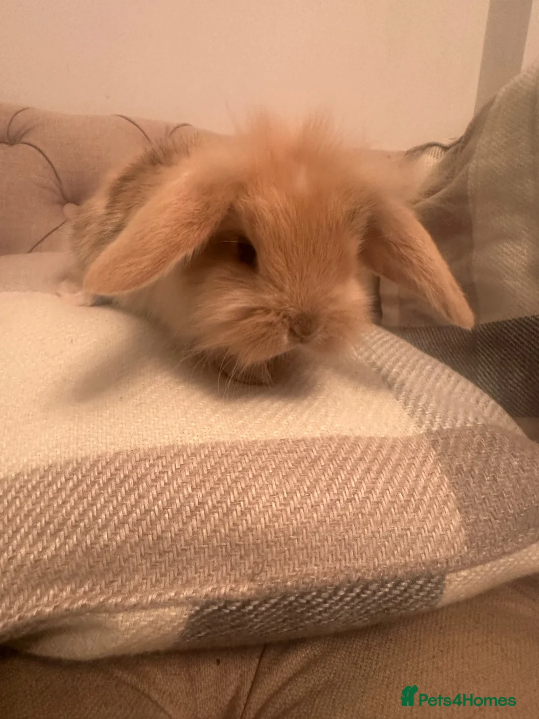 Mini Lop rabbits for sale: Ready to go today! 3 mini lops - Advert 2