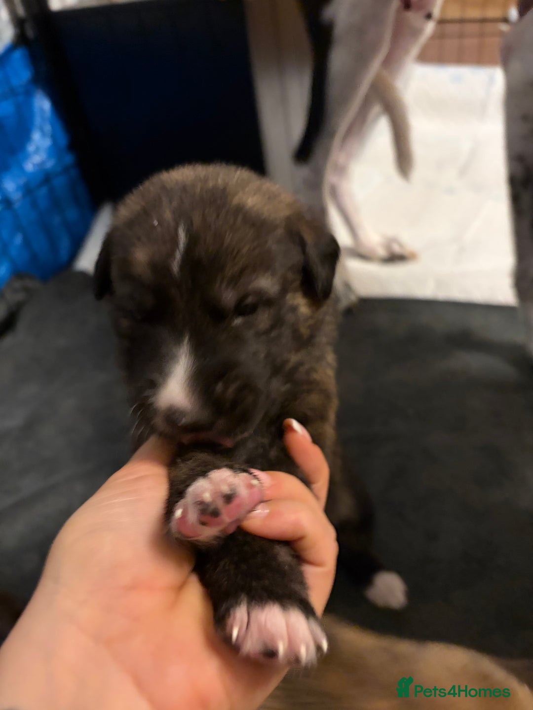 Mixed Breed dogs for sale: 8 beautiful pups for sale - Advert 10