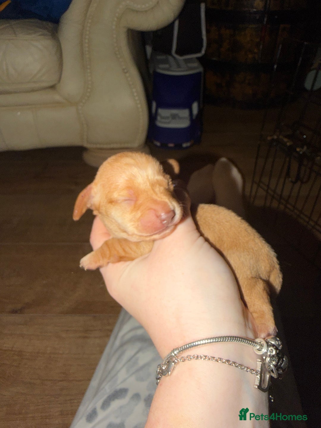 Chiweenie dogs for sale: Chiweenies  - Advert 3