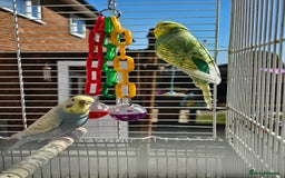Budgerigars birds for sale: 2 male budgies, cage the lot  - Image 3