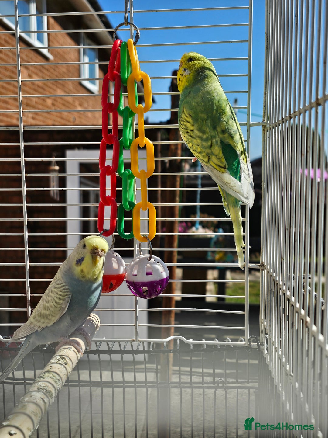 Budgerigars birds for sale: 2 male budgies, cage the lot  - Image 3
