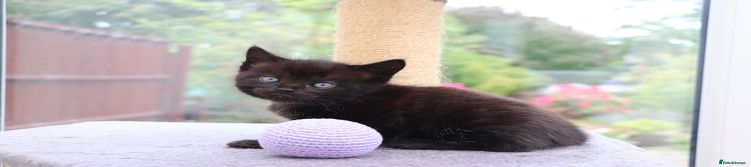 Mixed Breed Kitten 1