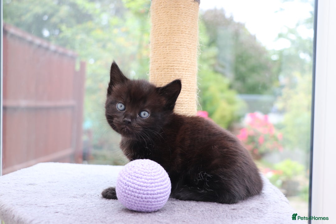 Mixed Breed cats for sale: Beautiful Kittens Looking For a New Home - Image 5