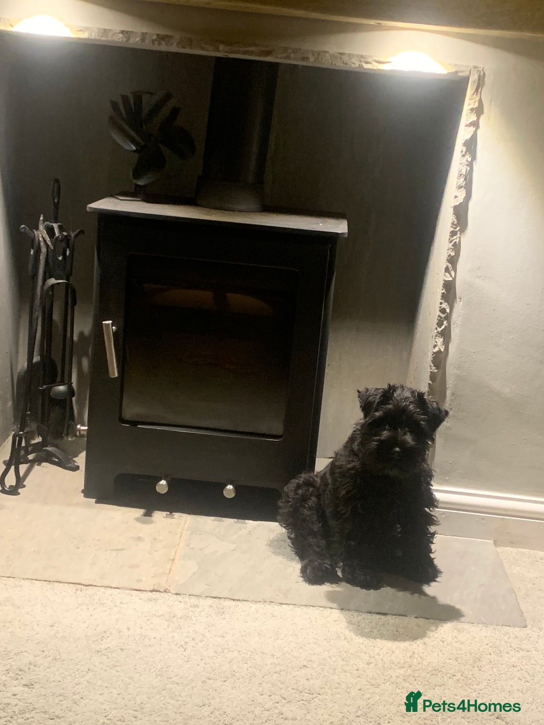 Miniature Schnauzer dogs for sale: Miniature Schnauzer for Sale  - Image 5