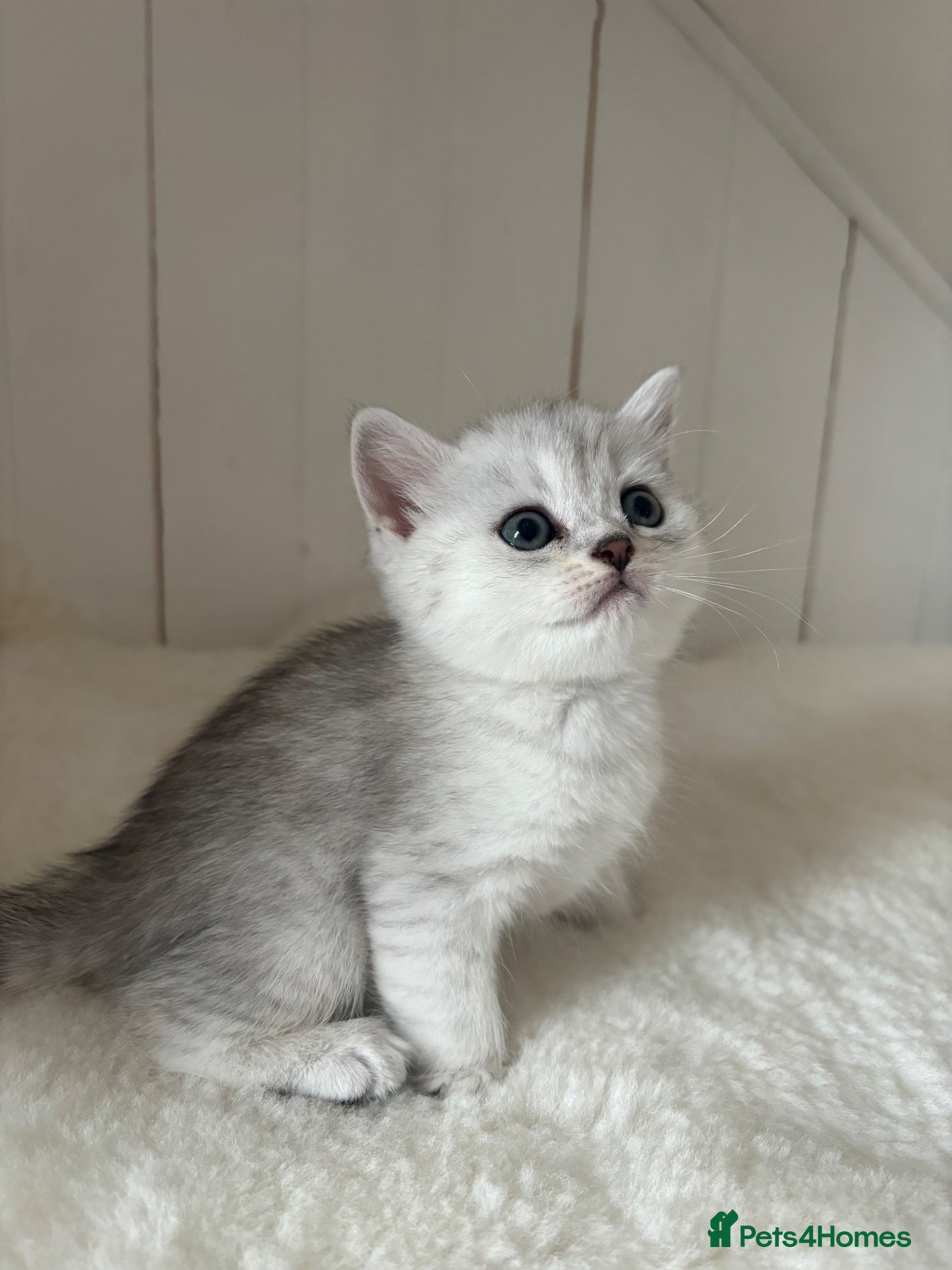 British Shorthair cats Stunning Snow Spot BSH Kittens  - Advert 1