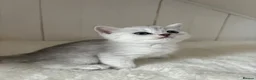 British Shorthair cats for sale: Stunning Snow Spot BSH Kittens  - Advert 9