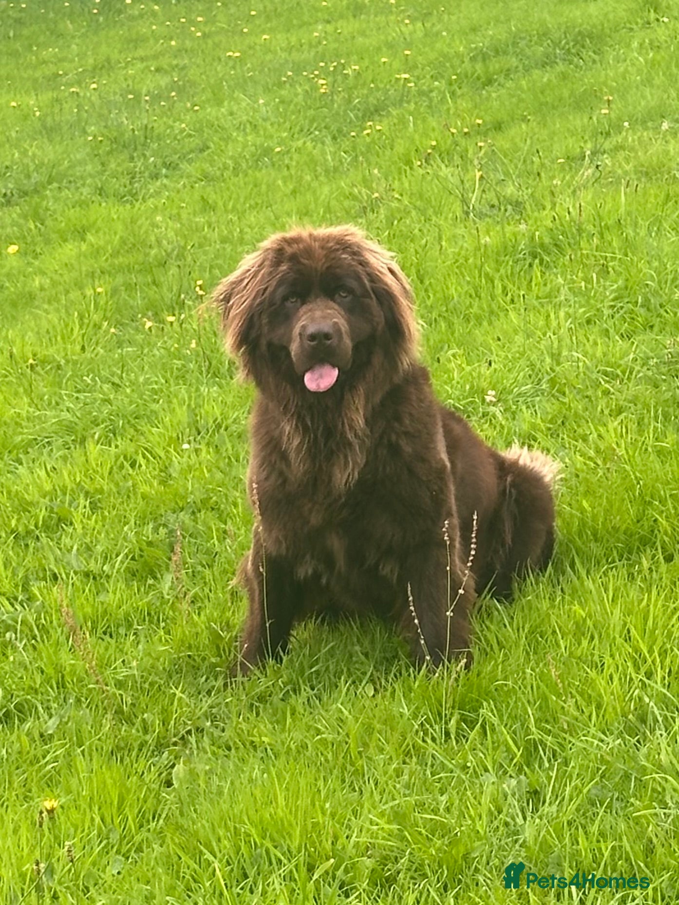 Newfoundland dogs for sale: Expected Newfoundland Pups Register Your Interest - Advert 4