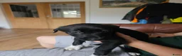 Border Collie dogs for sale: Active puppies looking for homes - Advert 3