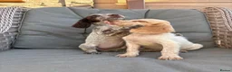 Cocker Spaniel dogs for sale: 3 cocker spaniels (council licensed breeders) - Advert 13