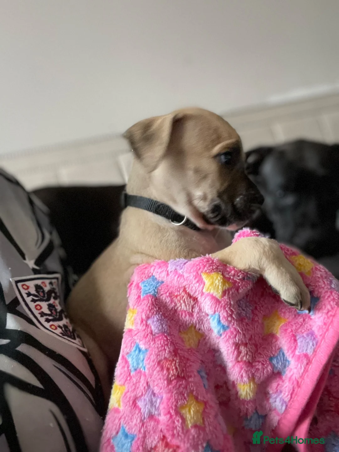 Mixed Breed dogs for sale: 2 cane corso x staffy girls  in Birmingham - Advert 8