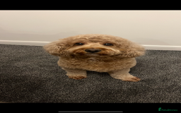 Cavapoo dogs for sale: F1B OUTSTANDING RARE RAINBOW 🌈 BABIES (Cavapoo)  - Image 4
