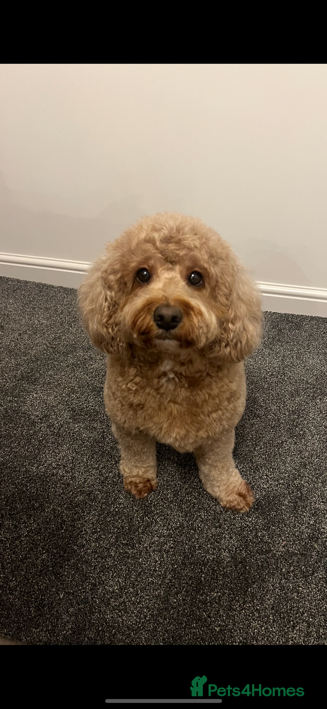 Cavapoo dogs for sale: F1B OUTSTANDING RARE RAINBOW 🌈 BABIES (Cavapoo)  - Image 4