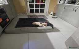 French Bulldog dogs for sale: 2 platinum boys left ready to go  - Image 16