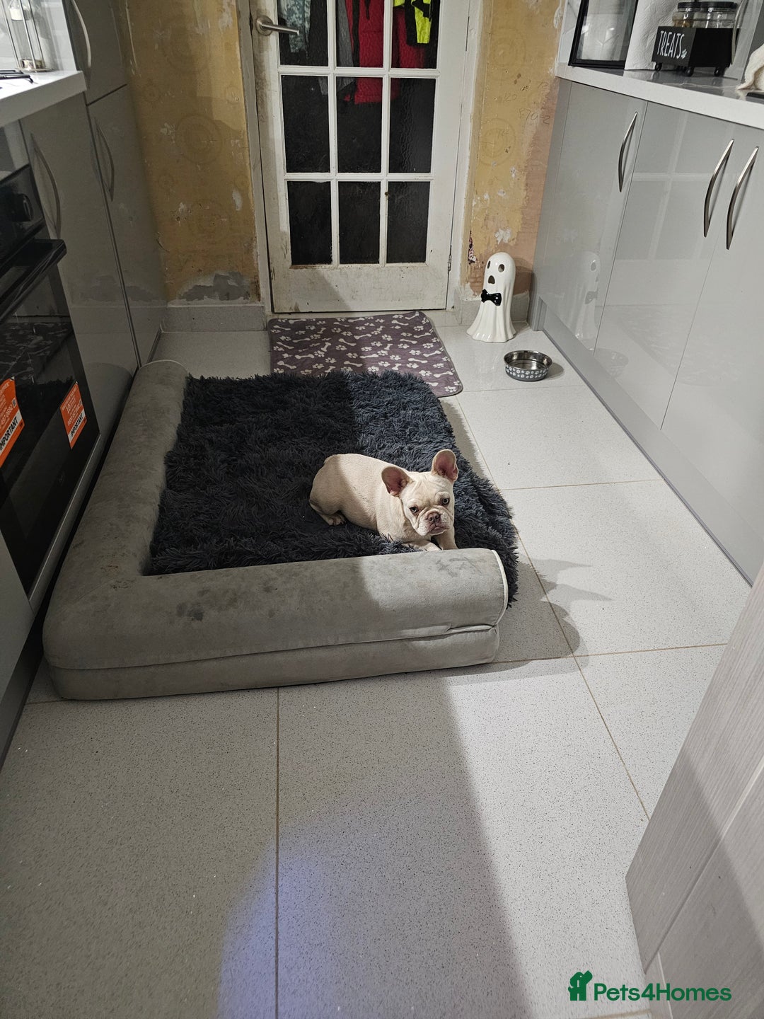 French Bulldog dogs for sale: 2 platinum boys left ready to go  - Image 16