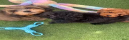 Cavapoo dogs for sale: Beautiful Black F1b Cavapoo Girl DNA tested lines - Advert 13