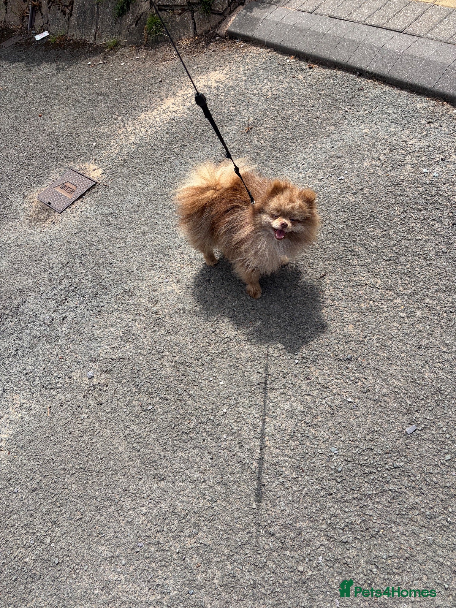 Pomeranian dogs Chocolate Merle boy  - Advert 18
