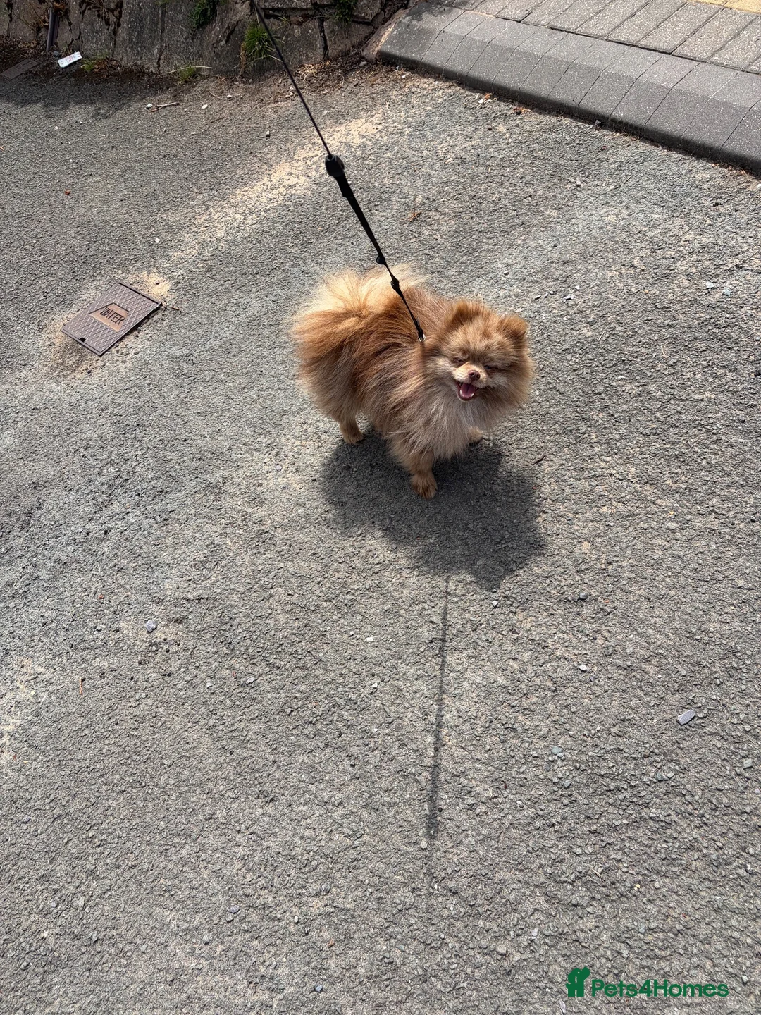 Pomeranian dogs for stud: Chocolate Merle boy  - Advert 2
