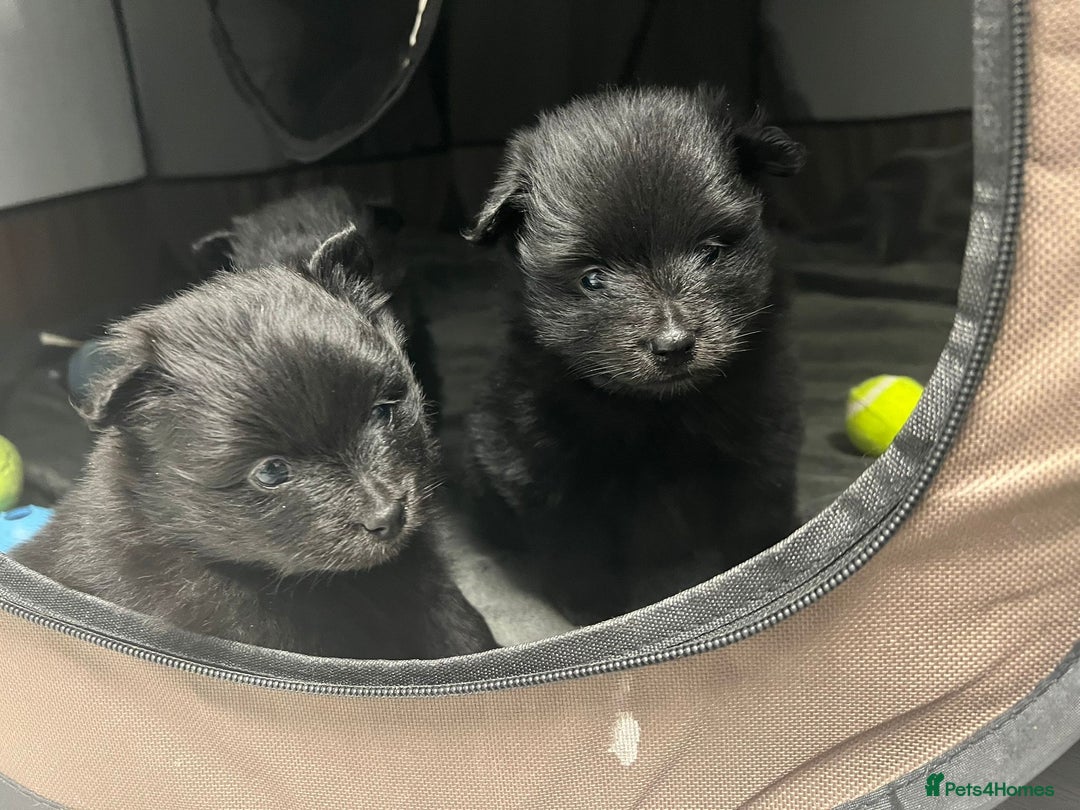 Pomeranian dogs for sale: Beautiful litter of 3 black pomeranian pups.  - Image 1