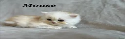 Persian cats for sale: 5 Beautiful Pure Persian Kittens - Advert 4