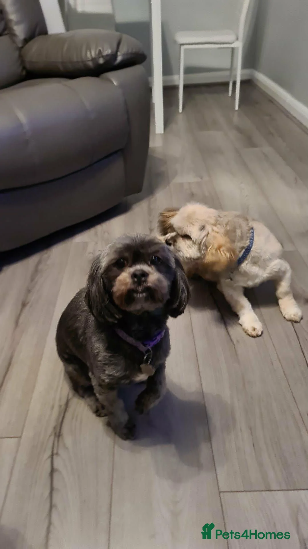 Lhasa Apso dogs for sale: Lhasa Apso puppies - Advert 1