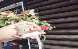 Rat rodents for sale: Beautiful baby rats dumbos smooth and rex  - Image 2